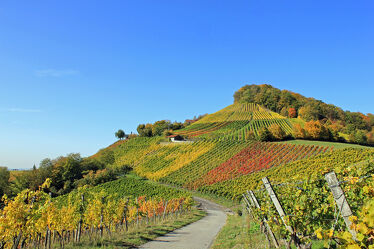 Bild mit Herbst, Weinberg, Wingert, Weingarten, Rebberg, Weinlese Weinreben, Herbstfärbung