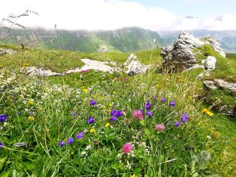 Bild mit Natur, Weiden und Wiesen, Alpen, Berge und Almen, Blumenwiesen, sommerblumenwiese, Wildblumenwiese, bergblumen