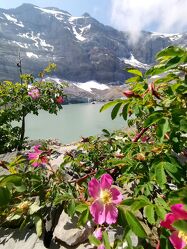 Bild mit Natur, Berge, Eis, Gletscher, Landschaft, Rose, Wildblumen, Gletschersee