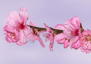 Bild mit Frühling, Sonne, Mandelblüte, Blüten, Mandelblüten