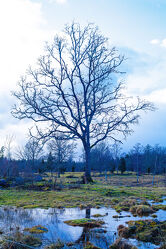 Majestätischer Baum mitten in Schweden