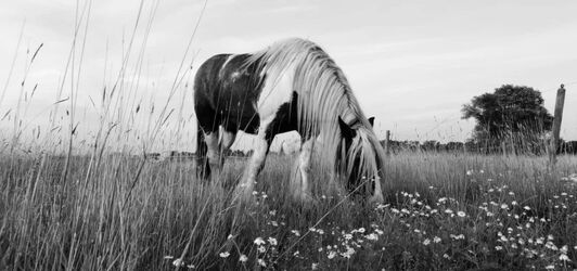 Bild mit Tiere, Gräser, Wiese, Pferd, schwarz & weiss
