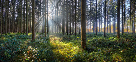 Bild mit Grün, Bäume, Sonne, Wald, Panorama, Licht, Ruhe, Sonnenstrahlen