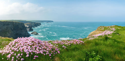Bild mit Natur, Grün, Blumen, Rosa, England, Meer, Küste, Blüten, pink, Cornwall, weite