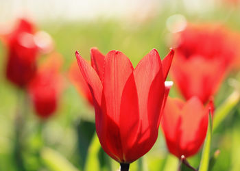 Rote Tulpen im Gegenlicht