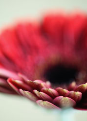 Gerbera Blumenbild