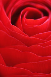 Bild mit Blumen, Rosen, Blume, Rose, rote Rose, rote Rosen, Blüten, blüte