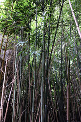 Bambus Fotografie 2
