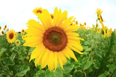 Bild mit Pflanzen, Blumen, Sommer, Sonnenblumen, Blume, Pflanze, Flower, Flowers, Sonnenblume, Sunflower, summer, Blumenbild
