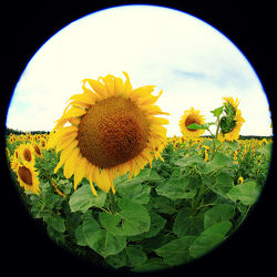 Bild mit Pflanzen, Blumen, Sommer, Sonnenblumen, Blume, Pflanze, Flower, Flowers, Sonnenblume, Sunflower, summer, Blumenbild