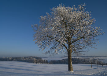 Bild mit Natur, Landschaften, Bäume, Winter, Schnee, Baum, Landschaft, Natur und Landschaft, Winterzeit