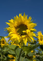 Sonneblume