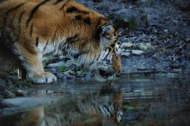 Bild mit Tier, Dies & Das, Tiger