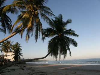 Bild mit Palmen, atemberaubend, Thailand, weißer Sandstrand, Kokospalmen, Palmenhaine, Palmenhain