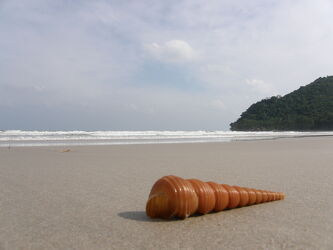 Bild mit Wellen, Sand, Sandstrand, Meer, Muschel, große Muschel