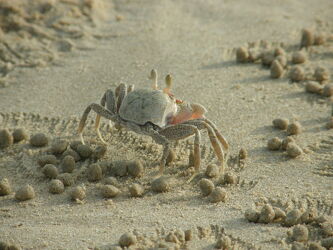 Bild mit Tiere, Sand, Strand, Makrofotografie, Krabbe