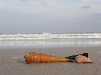 Bild mit Wellen, Sandstrand, Meer, Muscheln, weite, feiner Sand, sanfte Wellen, Riesenmuscheln