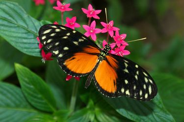 Schmetterling in Orange
