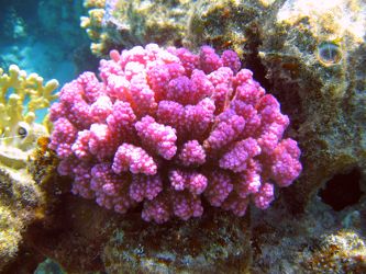 Bild mit Korallen, Am Korallenriff, rotes Meer, koralle, riff