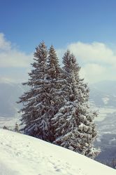 Bild mit Landschaften, Bäume, Schnee, Tannen, Baum, winterlandschaft, Allgäu, schneelandschaft