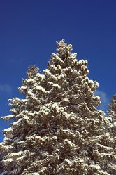 Bild mit Bäume, Schnee, Tannen, Baum, Allgäu