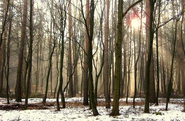 Bild mit Natur, Bäume, Winter, Wälder, Sonne, Wald, Baum, Märchenwald, Sonnenstrahlen, Winterwald