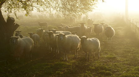 Bild mit Tiere, Tier, Schafe, Schaf
