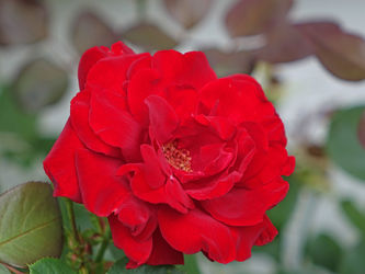 rotes rosenwunder