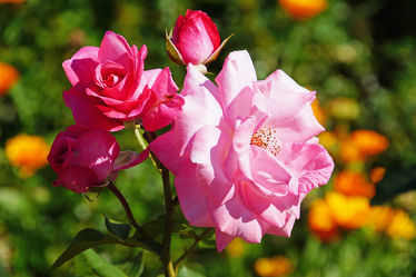 zweig mit rosa rosenblüten