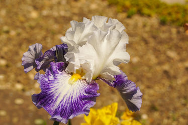 Bild mit liliengewächse