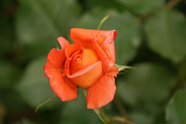 orangefarbene rose