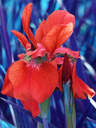 rote iris
