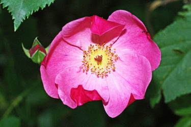 rosarose mit roter blütenknospe