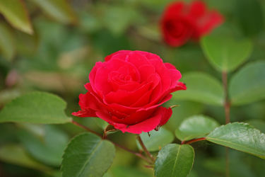 rosenzweig mit roter rose