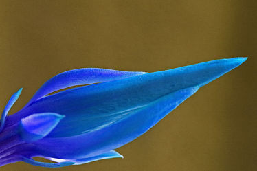 blaue kaktusblüte