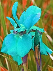 türkise iris