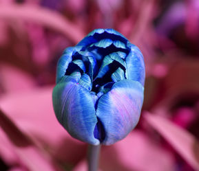 blaue tulpe