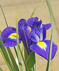 iris, blau