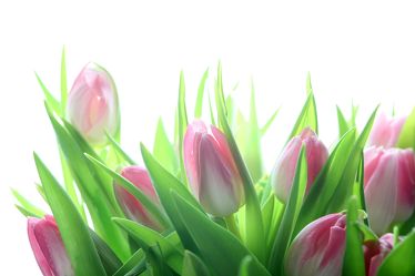 Bild mit Blumen, Blume, Tulpe, Tulpen, weißer Hintergrund