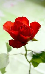 Merenberg "Rote Rose" II