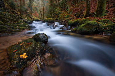 Bild mit Natur, Wasser, Bäume, Wälder, Herbst, Wald, Baum, Blätter, Bach, Wäldchen, Landschaften im Herbst, Fluss