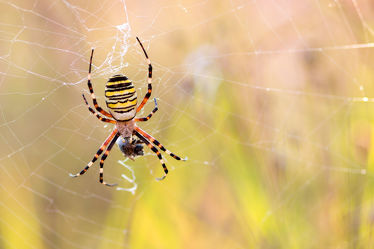 Bild mit Tiere, Tier, Spinnen, Spinnennetz, Netz, Spinne, Krabbeltiere, kleintiere, spinnentiere