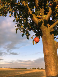 Bild mit Baum, Apfelbaum, Obstbaum, Apfel, Apple, Apfelbaum in der Dämmerung