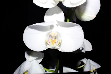Orchideen Black Series 11