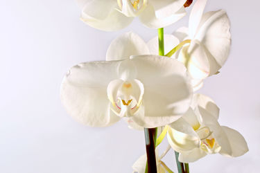 White Orchideen serie 9