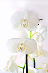 White Orchideen serie 10