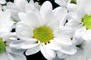 Bild mit Blumen, Blume, Pflanze, chrysanthemen, blüte, Chrysantheme, weiße Chrysantheme