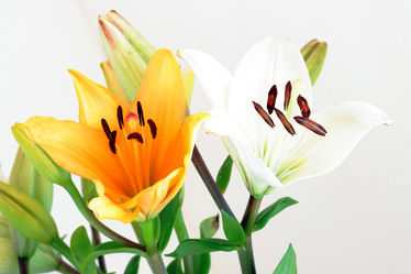 Bild mit Pflanzen, Blumen, Blume, Pflanze, Flower, Lilie, Lilien, liliengewächse, Blüten, blüte, liliaceae, Lilium, Lilieae