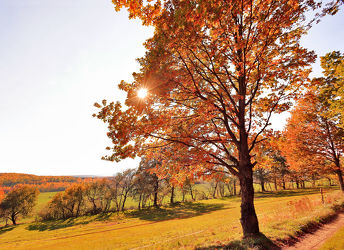 Bild mit Natur, Herbst, Baum, Weg, Eiche, Landschaft, Laubbaum, Feldweg, Jahreszeit, autumn