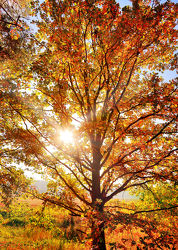 Bild mit Natur, Bäume, Herbst, Baum, Eiche, Landschaft, Laubbaum, Gegenlicht, Jahreszeit, autumn
